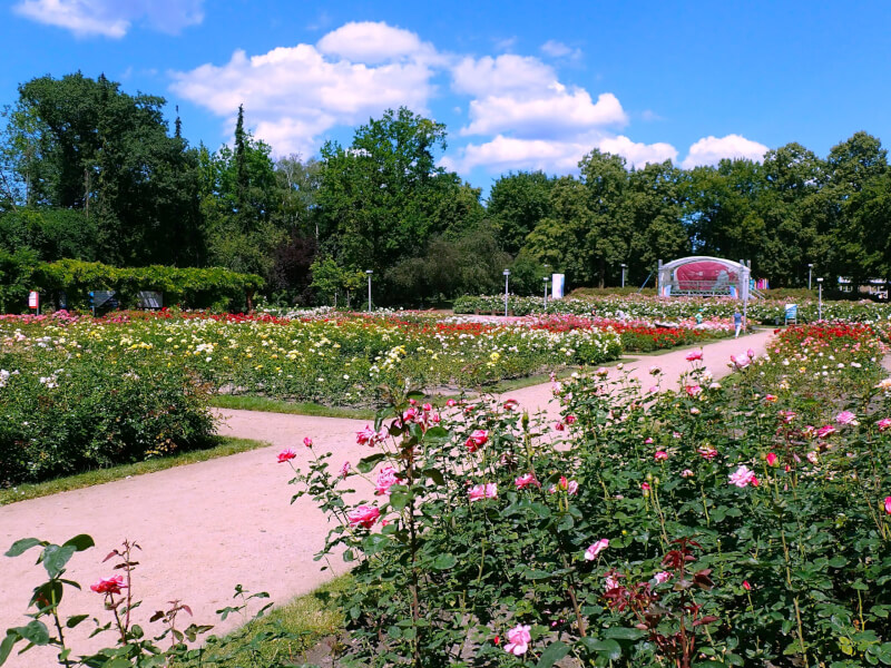 ogrod-rozany-szczecin