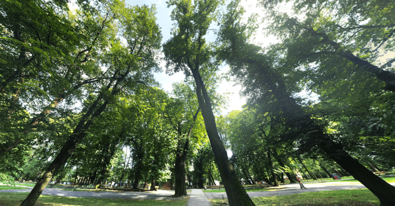 park-starokozielski